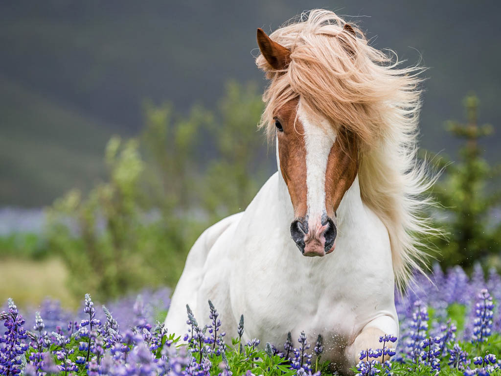 Visit Golden Circle Horse Riding With Us.